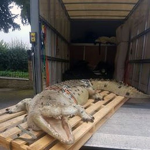 Halifax Man and Van with a beloved pet crocodile | Halifax House Removals | Home Removals Halifax